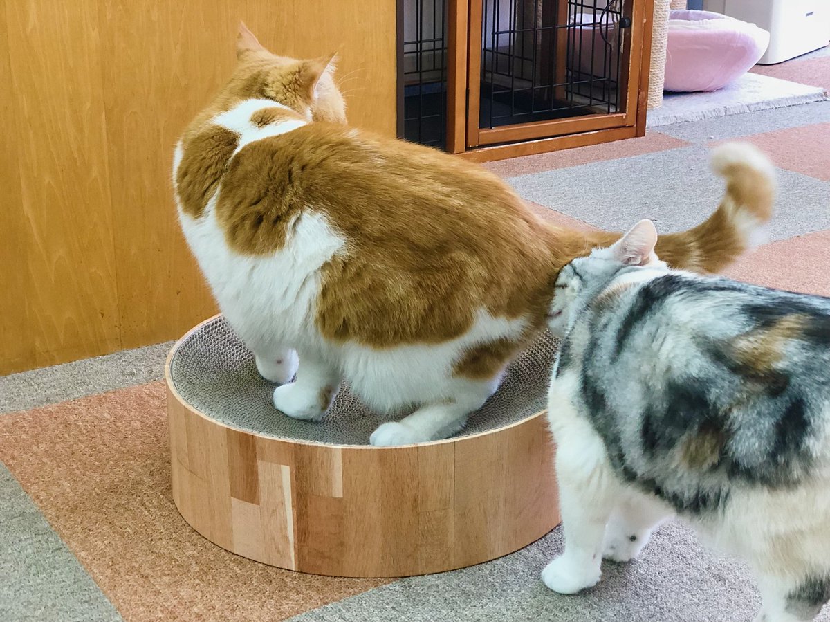 Cat Cafe にゃんこと 顔をめり込ませてガッツリ太郎のお尻のにおいを嗅ぐはなちゃん にゃんこと 猫カフェ 猫