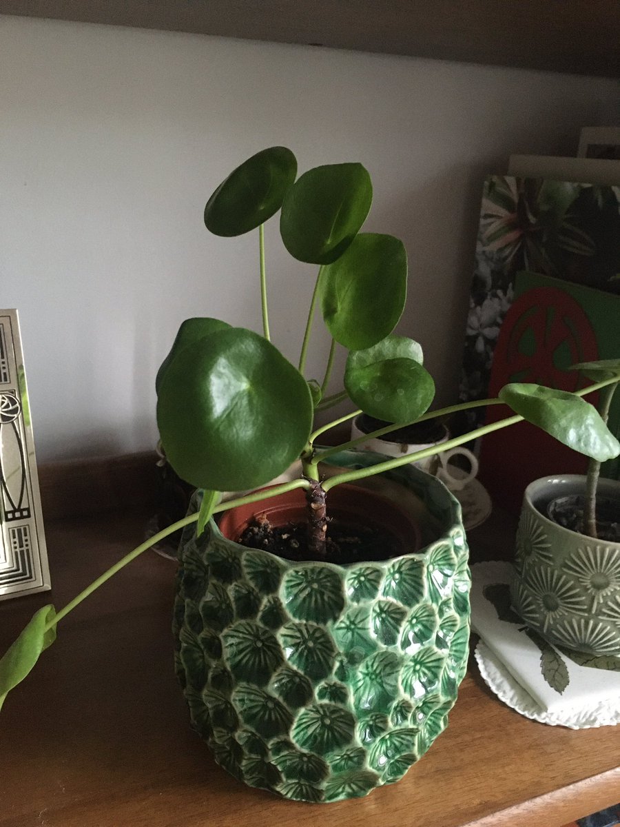 Day 2: the turn of the pilea. Any tips on growing these? My tiny one has stayed this size for years and the big one started out full and always end up skinny and lanky. Do plants end up looking like their owners, just like dogs?! 