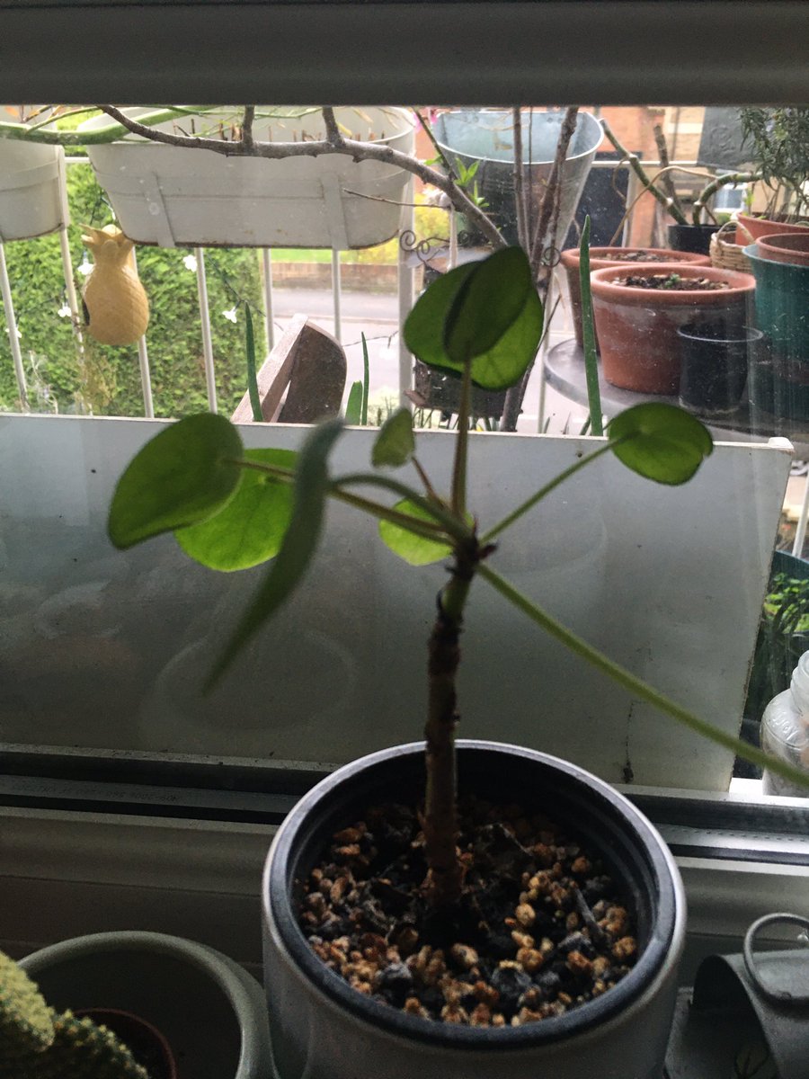 Day 2: the turn of the pilea. Any tips on growing these? My tiny one has stayed this size for years and the big one started out full and always end up skinny and lanky. Do plants end up looking like their owners, just like dogs?! 