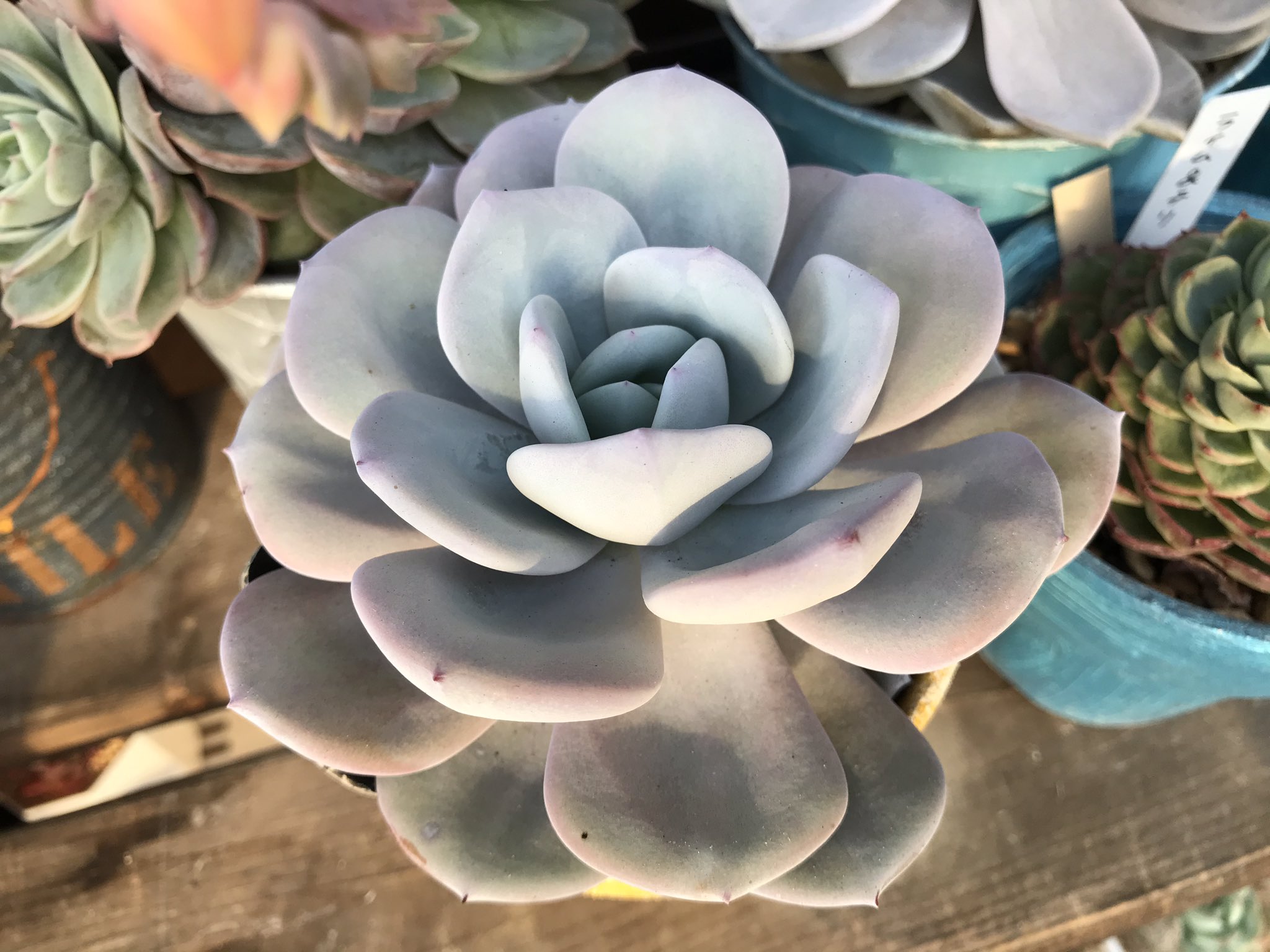 めー 植え替え 絶対お粉剥げるよね やだよー ティラミスしわしわだったからとりあえず一度水をあげた 植え替え来週 クリームティー ティラミス 多肉植物 T Co Tgvciscchw Twitter