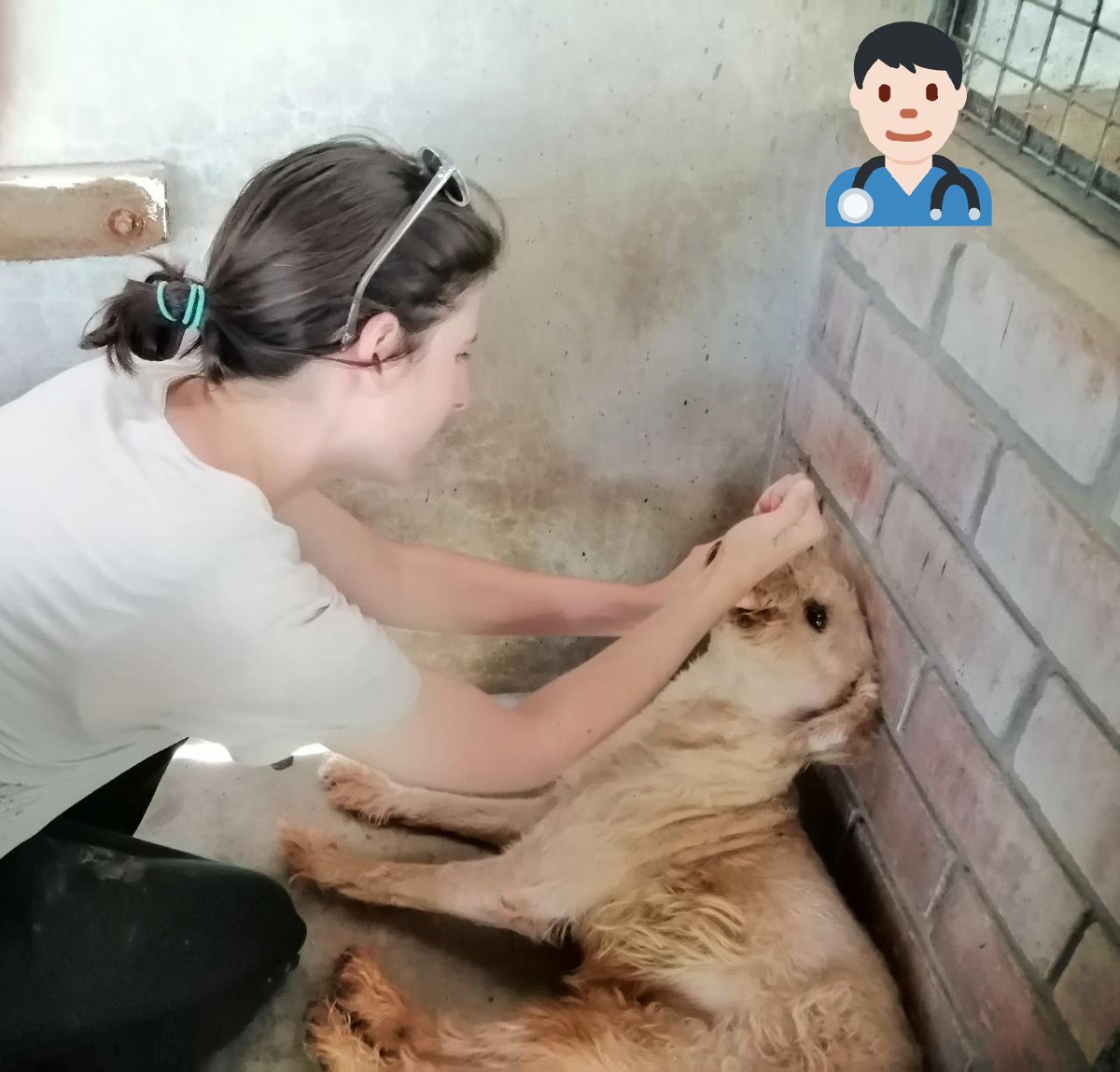 incondic_peru's tweet photo. VACUNA BORDETELLA!
Gracias a los donativos de nuestros amigos @C_Anarquista @u410660 @JennyAliaga se logró comprar 8 vacunas "Bordetella", los perritos en el hospeaje ya están protegidos de la tos de perro. Vacunamos a #Rambala #Sparky #Dino #Lolita #Flopy #Calev #Pirata #Cooper https://t.co/gYwUOKrg01