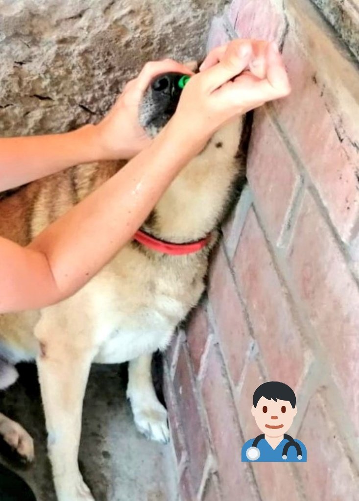 incondic_peru's tweet photo. VACUNA BORDETELLA!
Gracias a los donativos de nuestros amigos @C_Anarquista @u410660 @JennyAliaga se logró comprar 8 vacunas "Bordetella", los perritos en el hospeaje ya están protegidos de la tos de perro. Vacunamos a #Rambala #Sparky #Dino #Lolita #Flopy #Calev #Pirata #Cooper https://t.co/gYwUOKrg01