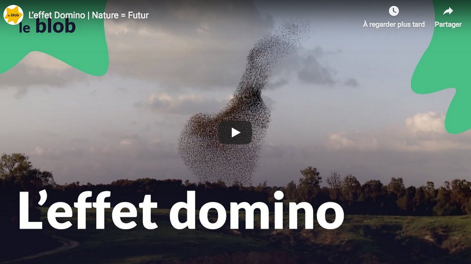 Comment des milliers d’oiseaux arrivent à se déplacer de manière si coordonnée &amp; aussi vite en cas d’attaque de prédateur ? Des colonies de bactéries au banc de poissons, ce phénomène d’ #IntelligenceCollective se retrouve à toutes les échelles du vivant ow.ly/2ZS350yMOQ1