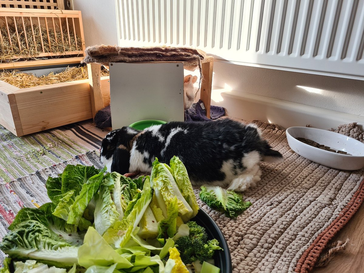 Normalerweise jetzt schon lange auf der #Arbeit... Machen wir das Beste draus und genießen die #Gesellschaft zu Hause.
#HomeOfficeChallenge #Workingwithaview #StayHome #trhub