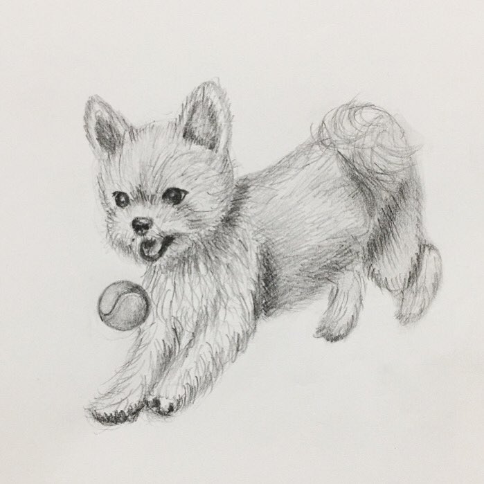 Chippoke ようこ 犬絵 練習中 これは愛犬 チワワとヨーキーのミックスです 羊毛フェルト犬 目玉パーツ待ちで完成させられません ヨーキー ヨークシャーテリア