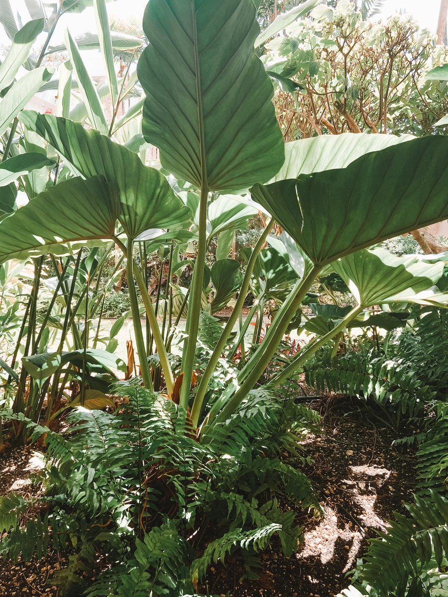 Those greens 💚 

#ElegantHotelsBarbados #BarbadosBeaches #ElegantExperience #VisitBarbados #ThisIsTravel #LuxuryTravel #LuxuryHotel #BarbadosLuxury #TropicalOasis #BarbadosHoliday #BarbadosVacation #Holiday #Barbados #SoftAdventure #PalmTree #Views