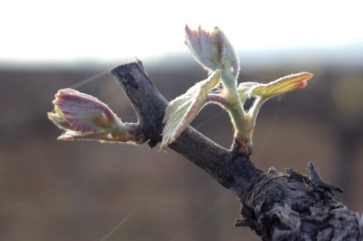 nadalwines's tweet photo. 🌿 The “tears” of vine announces spring. Xarel·lo vermell sprouted already 🌺 while macabeo will soon, right after the "crying vines" phenomenon 💧
#NadalWines #Corpinnat #Penedes #eco #FincaNadal #NadalEstate #sprout #primavera #spring #cryingvines #nature #natura https://t.co/fWQDW4IX00