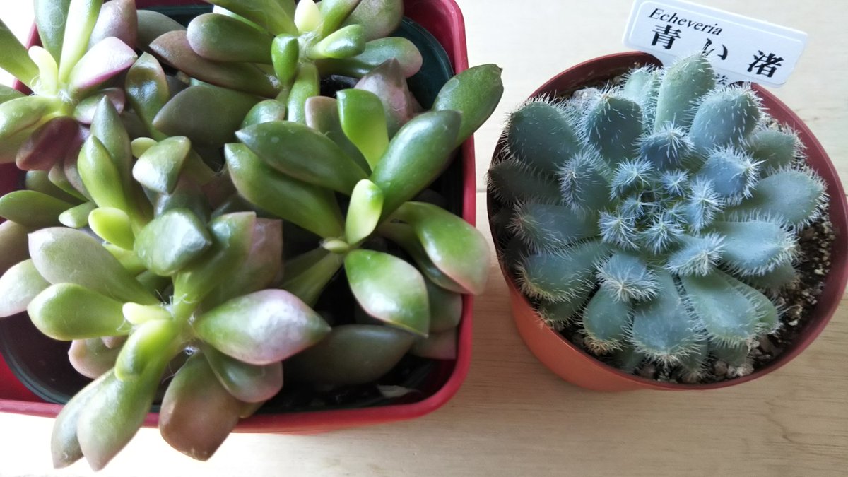 えま 花 空 多肉植物 小さい子を植え替えしました 白い百均の鉢に 吹雪の松 と 青い渚 名前が対照的 冬と夏のよう 青い渚は すね毛 うぶ毛が生えてる 何で この名前か不思議 寄せ植えは まだまだ 先 フォロワーさんのを見て勉強しなく