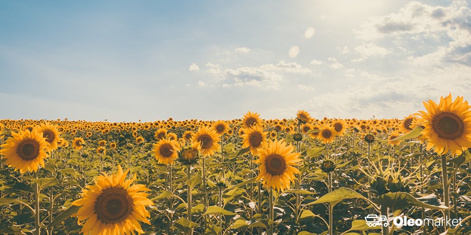 Oleomarket's tweet photo. Le plan #Téo @terresinovia pour augmenter les surfaces cultivées en tournesol d'ici 2022 permettra de réduire le déficit en matière riches en protéines pour l'alimentation animale.
De belles perspectives pour le tourteau #tournesol #highpro ! 🇫🇷🌻🚜🐮
https://t.co/ODYVU90X6I https://t.co/9uGQFuc0qV