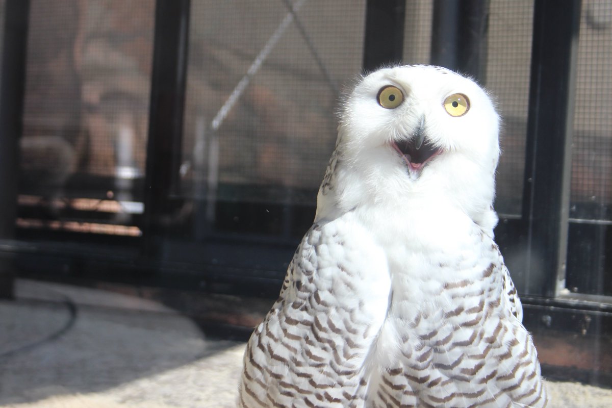 2020.3.10 #シロフクロウの飼育日誌 を更新しました。 「アナ(♀)緊張