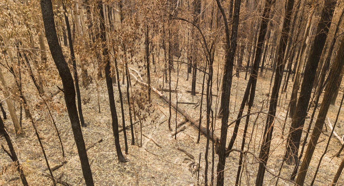 russellcrowe's tweet photo. Hey Australia,
Just a reminder, we’ve dealt with serious shit before, and we will deal with what confronts us now.
Together (minimum 1.5 metres apart). https://t.co/DG2qWVr9R1