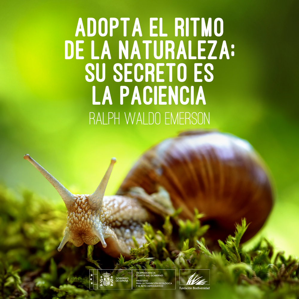 Solidaridad, colaboración y mucha, mucha paciencia.
#EsteVirusLoParamosUnidos #QuédateEnCasa 🐌