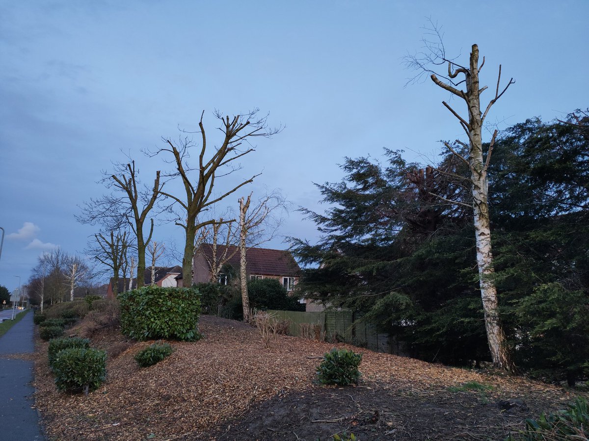 shit_tree's tweet image. There are no words for the Wank messed up shit some arseholes do to trees. Spalding, Lincolnshire. #treebutchery
