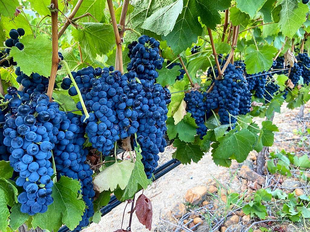 Kleinood | Tamboerskloof (@tamboerskloof) on Twitter photo We saved the best for last! Today marks the last day of #Harvest2020 here on Kleinood, and what better way to wrap things up than with these beautiful bunches from Block 3?
Congratulations to our winemaker, <a href="/ROosth/">Reynie Oosthuizen</a>, and his team who pulled off a spectacular harvest... We saved the best for last! Today marks the last day of #Harvest2020 here on Kleinood, and what better way to wrap things up than with these beautiful bunches from Block 3?
Congratulations to our winemaker, <a href="/ROosth/">Reynie Oosthuizen</a>, and his team who pulled off a spectacular harvest...