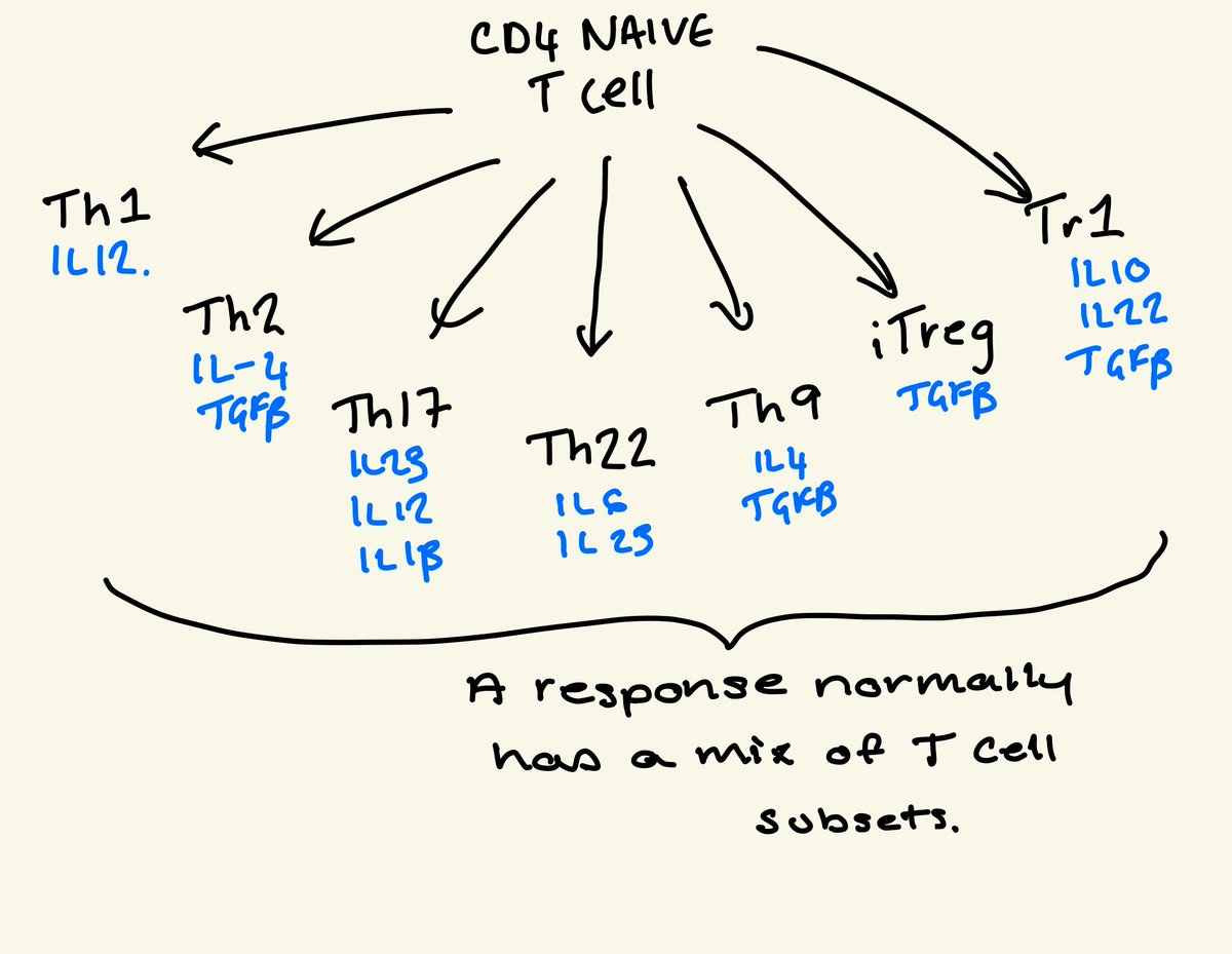 Different combinations of cytokines, produced by the DC the surroundings etc, will give rise to different subtypes of T cells. You will get a mix of these during an immune response. They all have slightly different jobs.