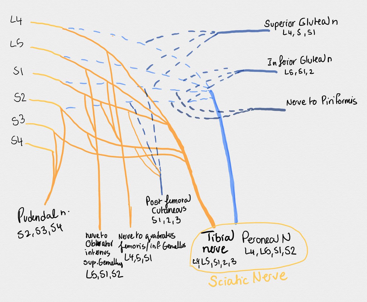 Lumbosacral plexus. #lumbarplexus #nerves