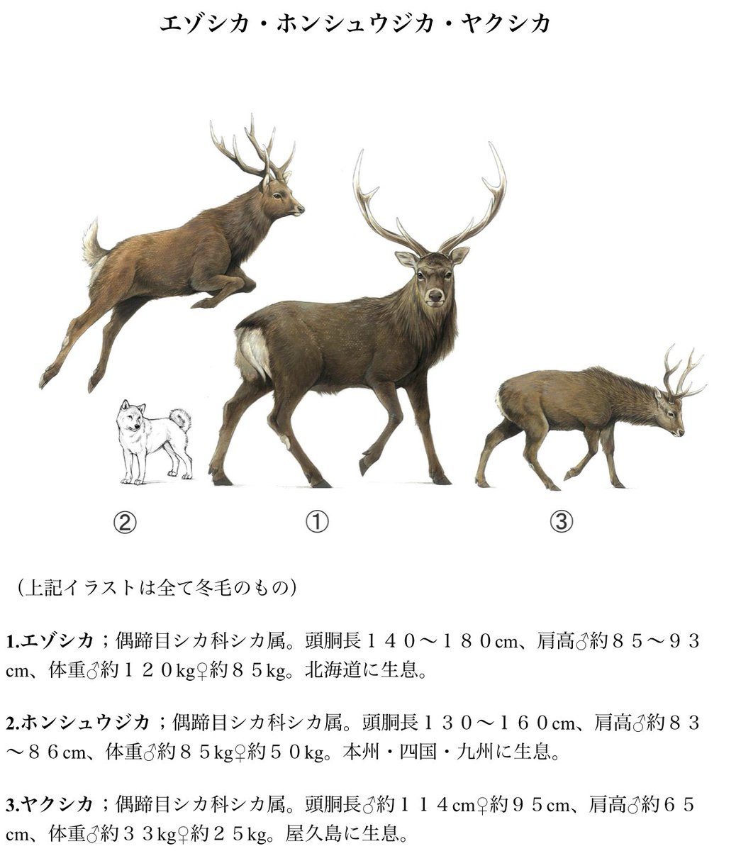 Cygnus Tren Twitter 鹿の話 飯テロばかりじゃあれなので Tlに宮島や奈良の鹿が出てくるけれども 北海道のエゾシカも本州のシカ も 屋久島のシカも全部同じニホンジカの亜種 北国では動物のサイズが巨大化する ベルクマンの法則 の典型 試験に出るぞ ﾟ ﾟ ﾉ