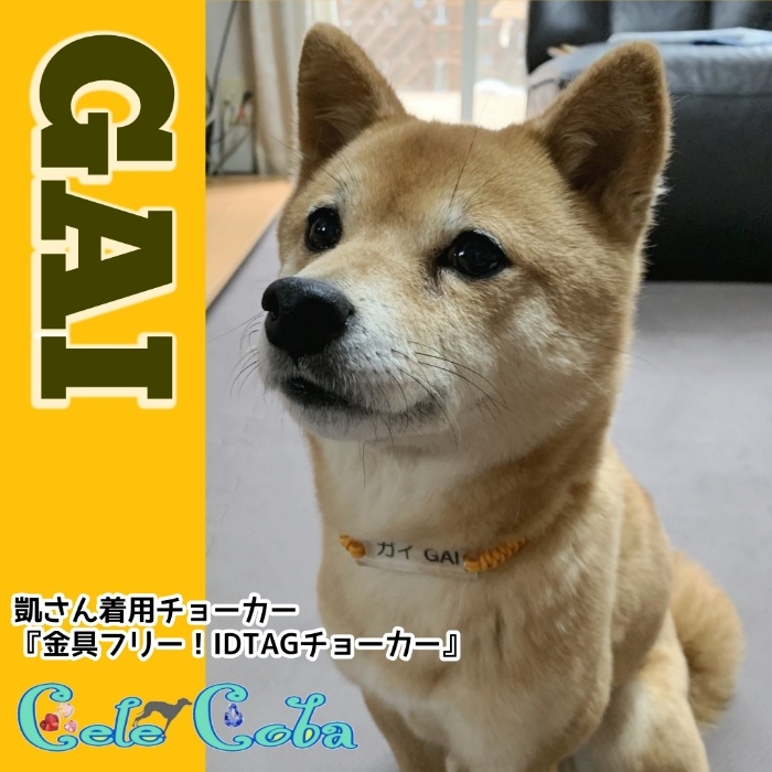 極小豆柴