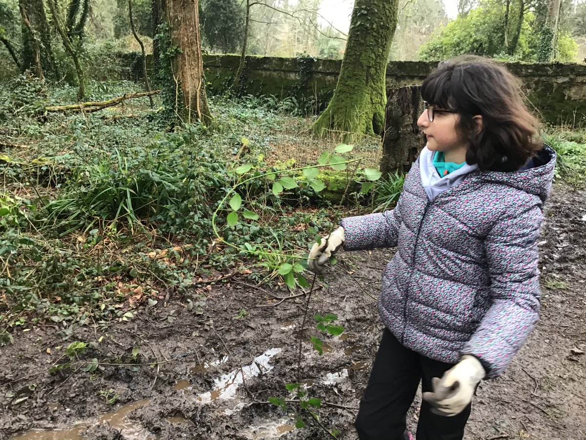 radyrstackpole's tweet image. More conservation work for the limpets.