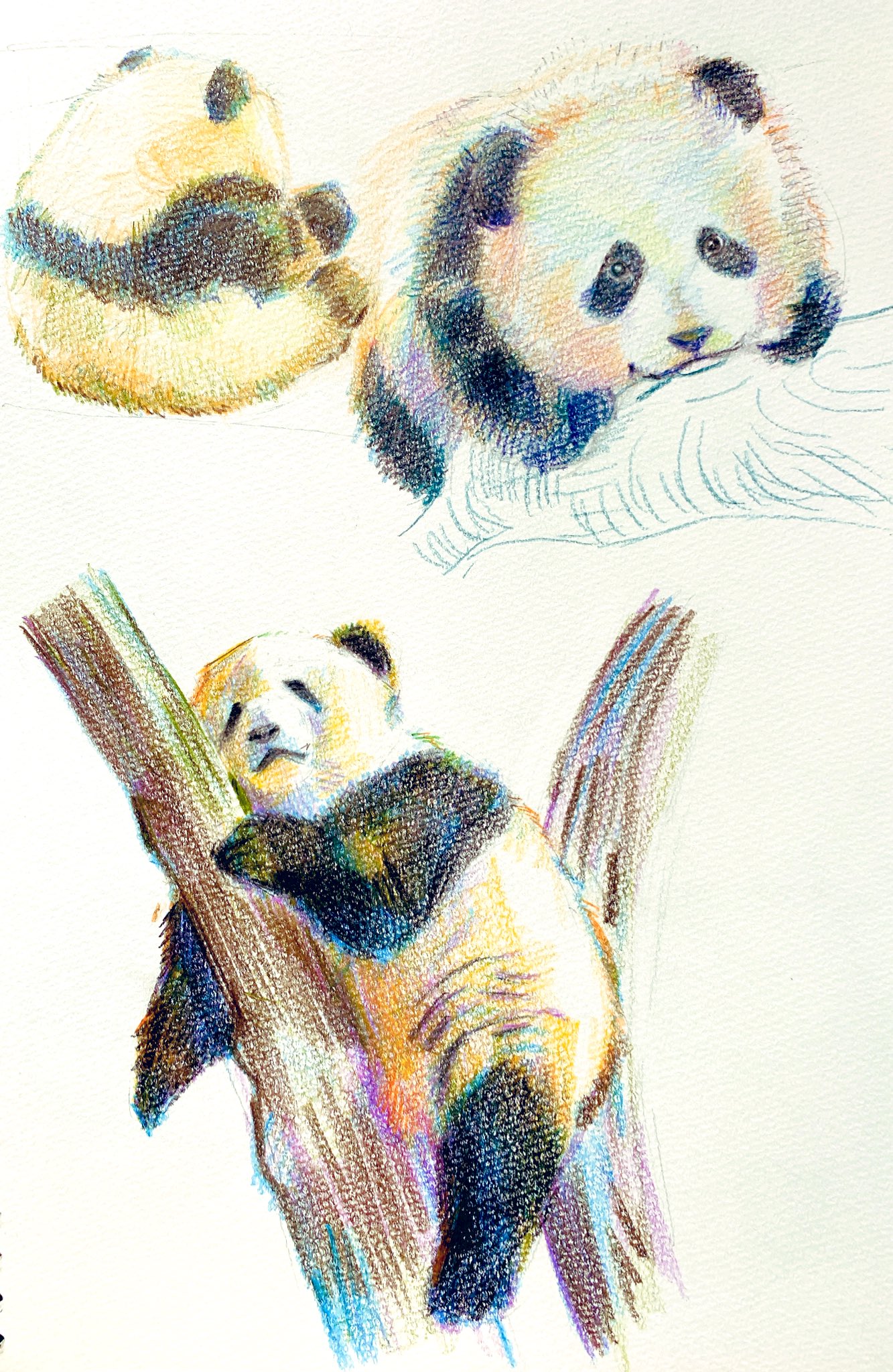 人気 おすすめ PUNK PANDA パンダ 現代アート イラスト 絵画