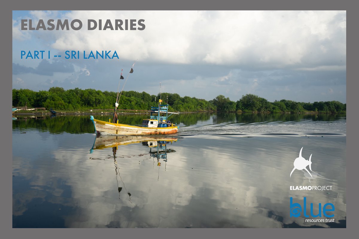 The inside story on Elasmo #shark #ray research & conservation! STAY TUNED for daily editions of #ElasmoDiaries – find out about our work to fill gaps on #wedgefish #guitarfish meet the team working on the ground; read about our key findings! 1st up Sri Lanka #wedgefishwednesday