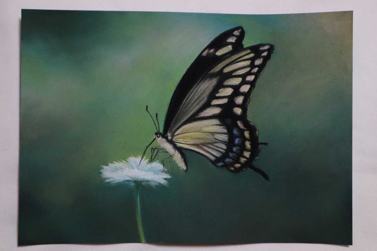 Twoucan アゲハチョウ の注目ツイート イラスト マンガ