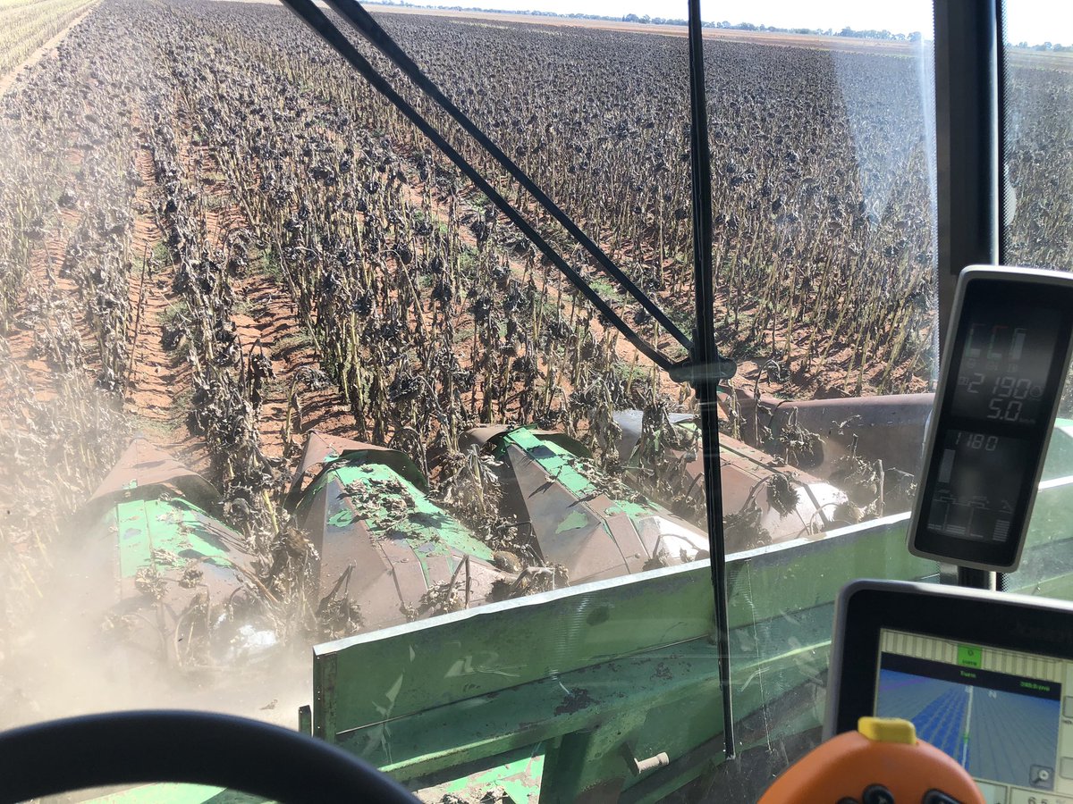 sepnap's tweet image. Good to have the header out of the shed this time of year  #notforlong #sunflowers