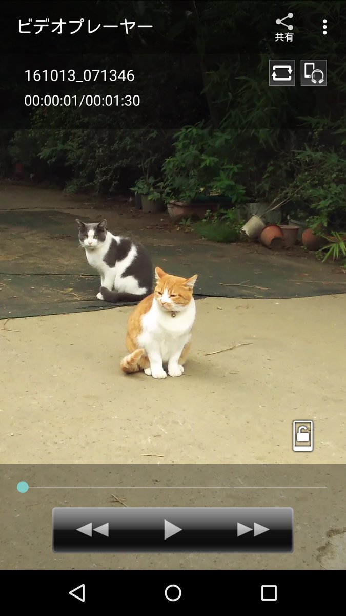 ジャパンロストペットレスキュー