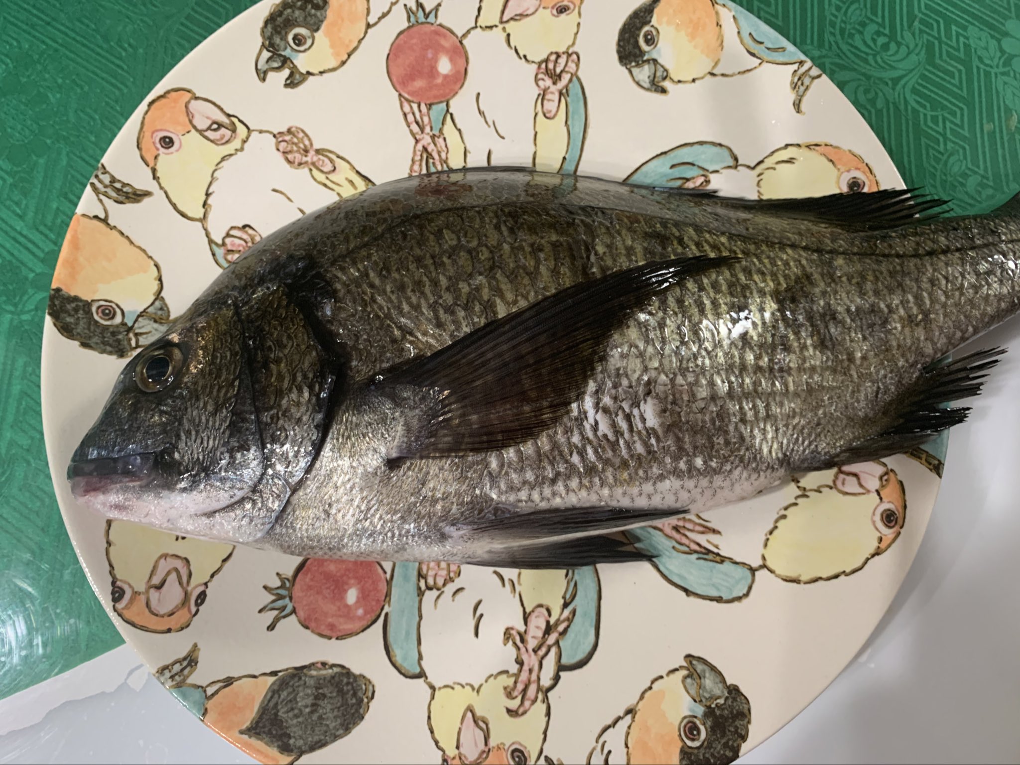 ট ইট র かんたろう めちゃくちゃでかい魚モロタ うろこ取りも出刃包丁もないのですが 無事さばけるでしょうか ドキドキ T Co 70qhqlgl7u ট ইট র