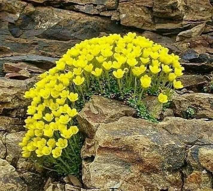 sırrısakık on X: "“Ne demiş uçurumda açan çiçek? Yurdumsun ey uçurum!” Cemal Süreya" / X