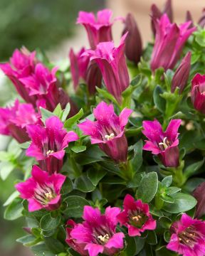 Tällä hetkellä elämme kaikki hyvin poikkeuksellisia aikoja, mutta haluamme muistuttaa, että verkkokaupastamme tilaaminen on edelleen ja jatkossakin täysin turvallista! #viherpeukalot #nettikauppa #etäkauppa #kevät #korona viherpeukalot.fi