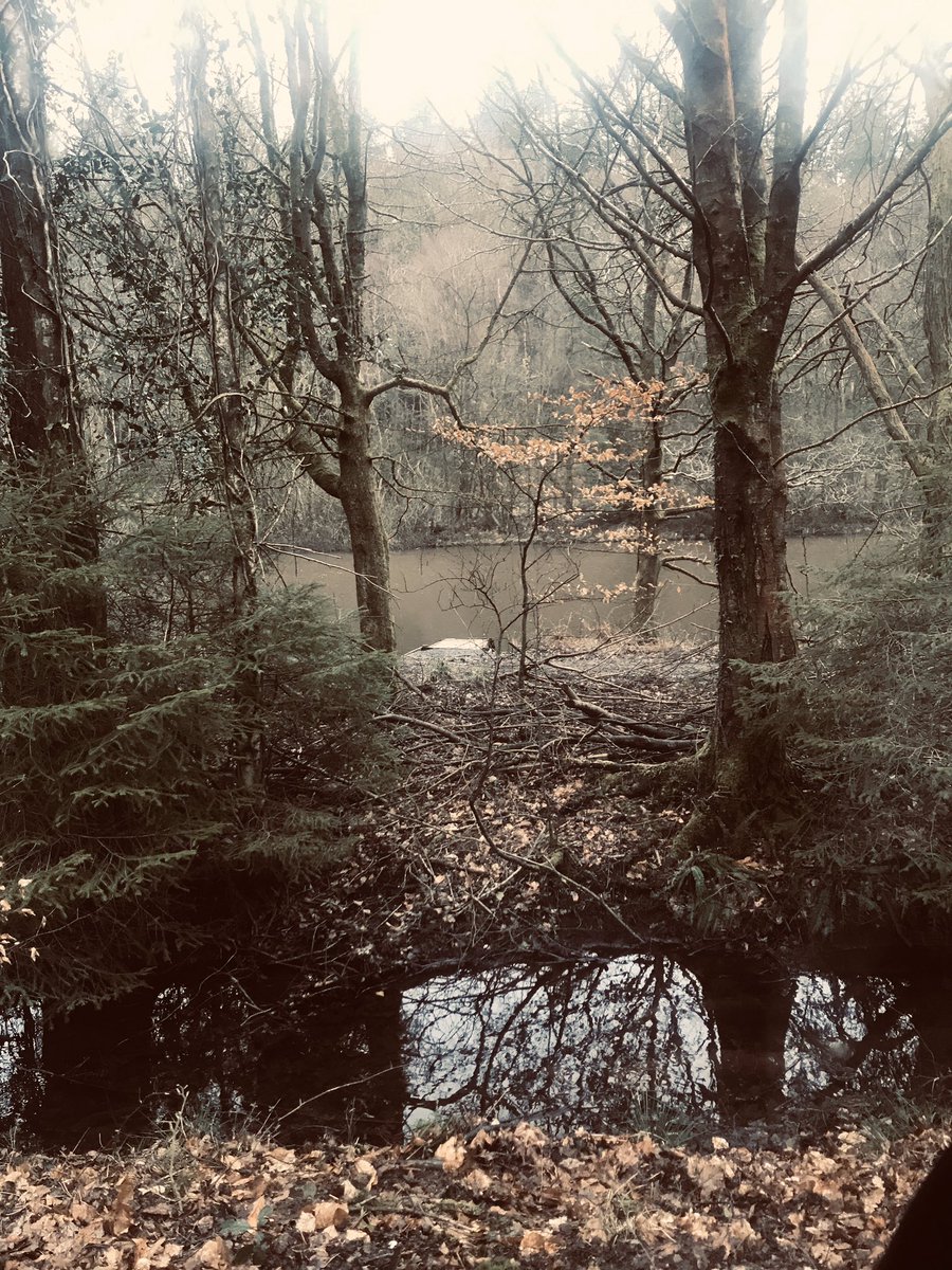 LisaTheAllen's tweet photo. ‘That we even get to be here to witness this tiny pocket of time is a miracle.’ Beautiful words from a film that looks like my last job for a while but I got to spend it in the #ForrestofDean with the lovely @jessdegouw, the best crew and these trees 🙏 @JoTwoLarksFilms #TheWalk https://t.co/wrCOwEdETD