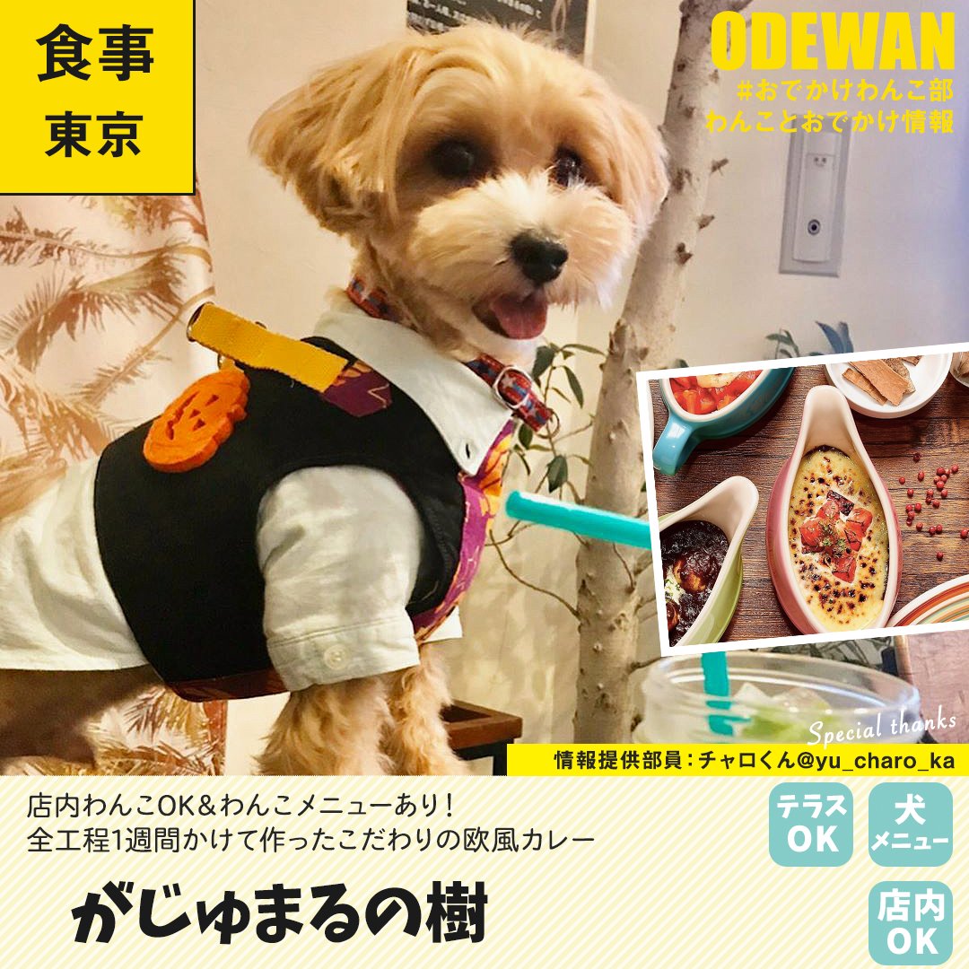 おでかけわんこ部 愛犬とのおでかけ情報 がじゅまるの樹 に行ってきたよ チャロくんから写真レポが届きました 東京わんこokカフェの詳細 T Co Svq0rlcqrw わんことお出かけ わんこok わんこokカフェ 犬部 マルプー マルプー部 Mix犬