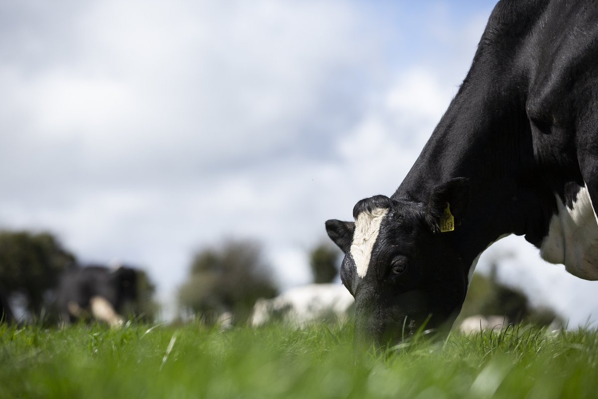 Many dairy herds are transitioning to full time grazing of lush spring grass,  which presents a challenge for farmers in maintaining milk solids!🌱⬇️🥛Check out the first article as part of our "Beat the Drop"series for information and tips:
agriland.ie/farming-news/b…
#BeattheDrop