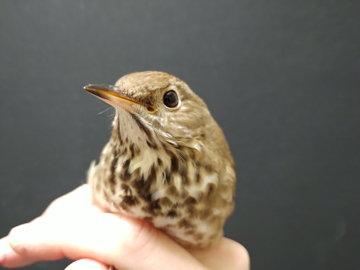 SafeWingsOtt's tweet image. PSA: Closed borders won't stop migrating birds, who still need your help if they collide with a window or are otherwise injured. And we're still here to provide care! 613-216-8999. #ottbird #windowcollision