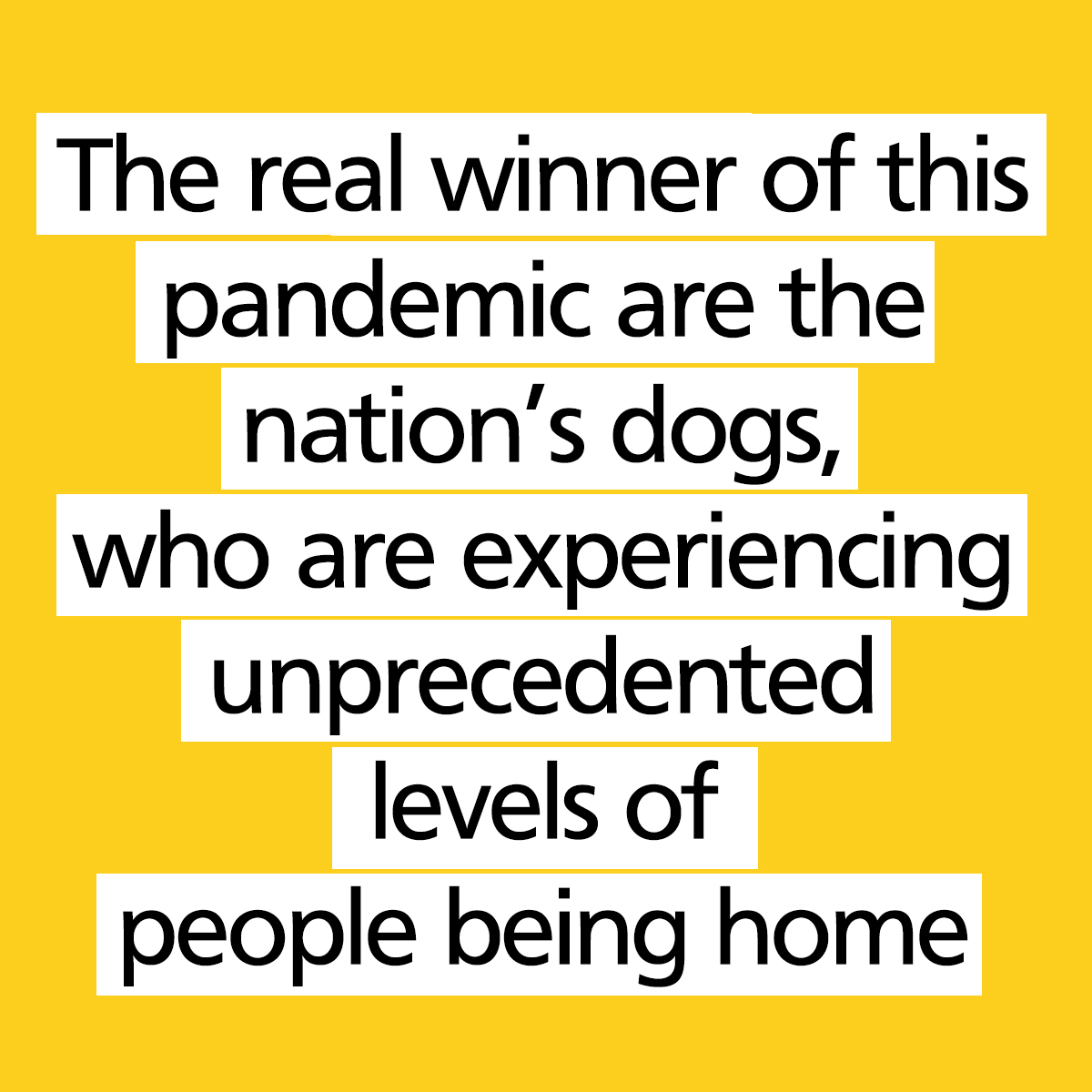 Dogs Trust 💛🐶 tweet media