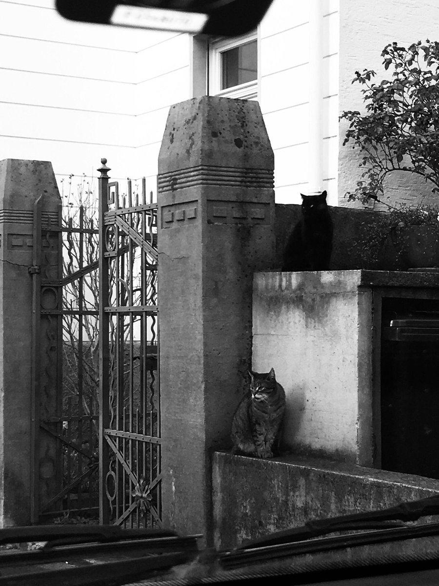 Die Katzen hier im Viertel scheinen das mit dem #SocialDistancing ernster zu nehmen also so mancher Mensch. Nur #StayTheFHome greift noch nicht so ganz.