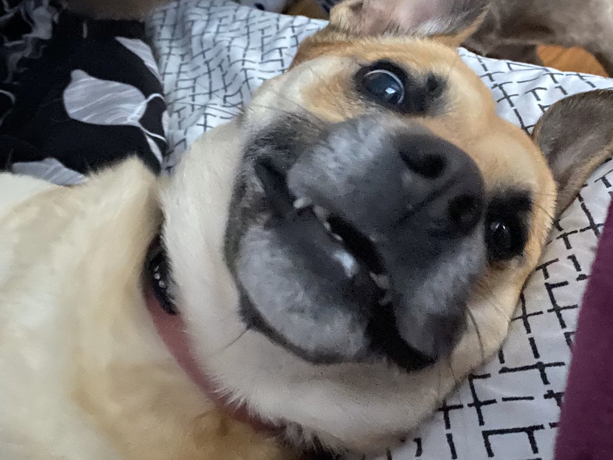 StoffelSuzy's tweet photo. A certain family member is loving life right now!
#happypets https://t.co/fZ0UQ13kLN