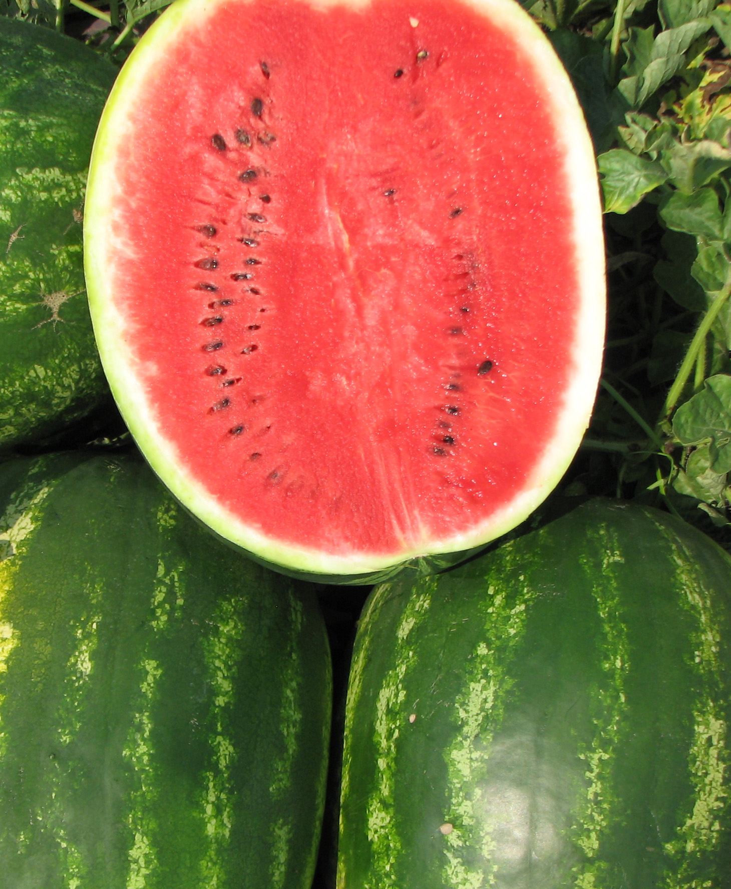 арбуз топ. арбуз топ ган f1. топ ган арбуз описание отзывы f1. арбуз осман f1 описание. арбуз топ.