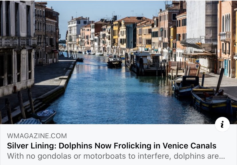 dolphins are back 🐬