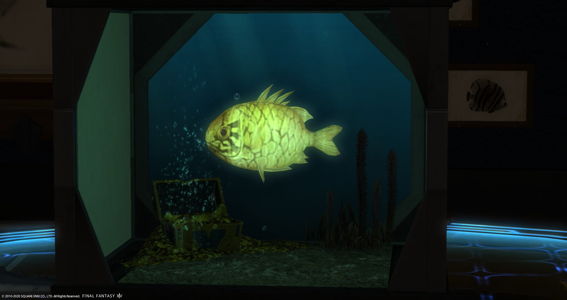 Jiro オオヌシの鎧魚ゲットしたので水槽で飼うことに 説明文のとおりお部屋を暗くすると発光する