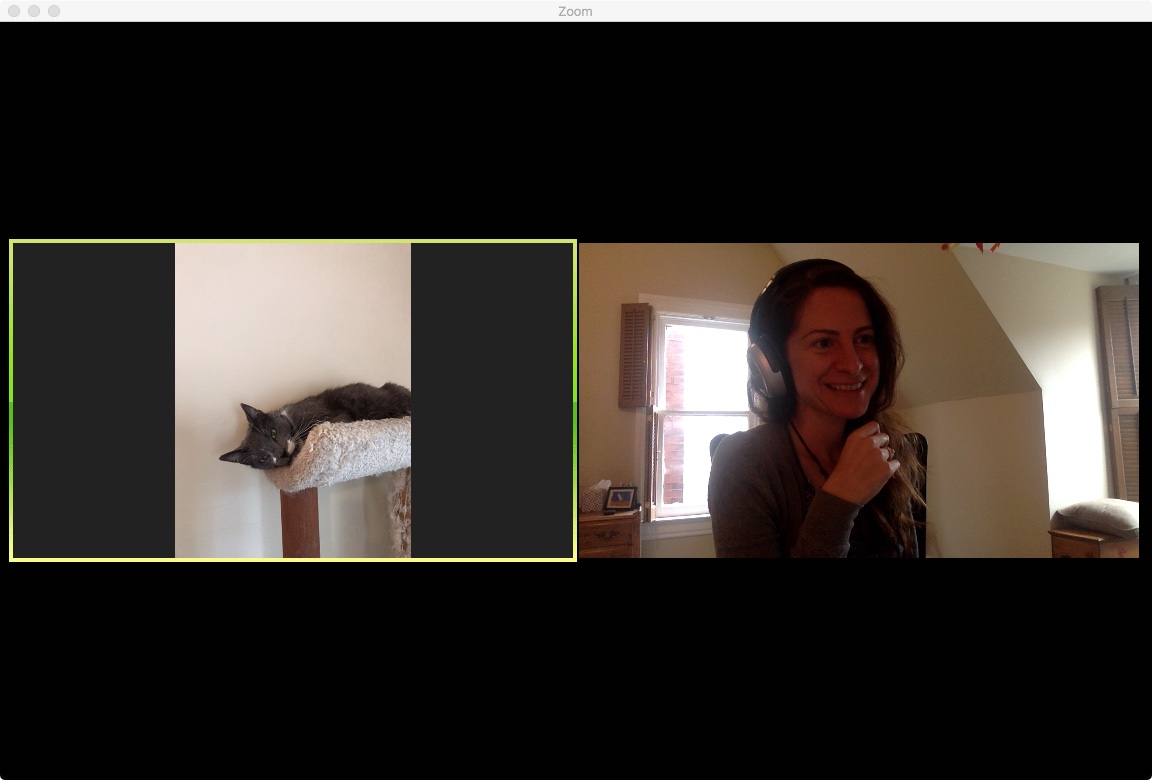 other_rock's tweet photo. I am pleased to announce that Iggy the Cat is now Zoom-ready. He has agreed to grace my virtual meetings with his presence, when requested by a student or colleague, unless he is unavailable due to his busy sleeping and running-around-the-house schedule. #ProfessorCat https://t.co/BrNNCGAtoO