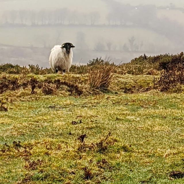 suecartwright's tweet photo. Think on him ... the bedrock upon which he stands sustains him; as it does humanity. We all have the same fundamental needs, we all need nature to thrive, and to find wild places (especially now) where we can enjoy her! #outside #walking #nature #freshai… https://t.co/bBKPqhc4RM https://t.co/szXbFnlkGd