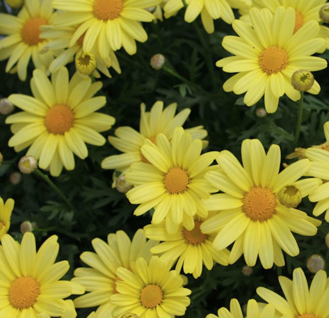 PlugplantUK's tweet photo. Plug plants great for bees and other pollinators https://t.co/vx7B6kurwh 

#PlugPlants #GoodPollinators #LoveNature https://t.co/uZMqbnsKqD