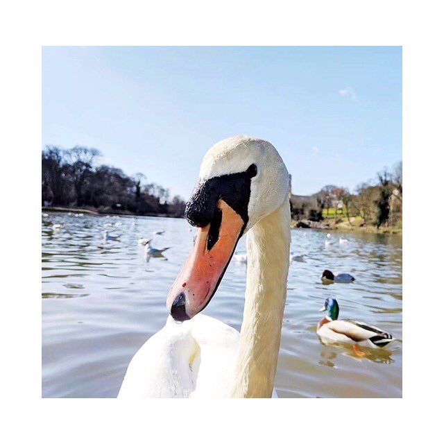 Sometimes it’s good to just stop and notice the little things. 🦢💙 📸 <a href="/mariekomrsova/">Marie Komrsová</a>
#gratitude #beastsofuon  #nature