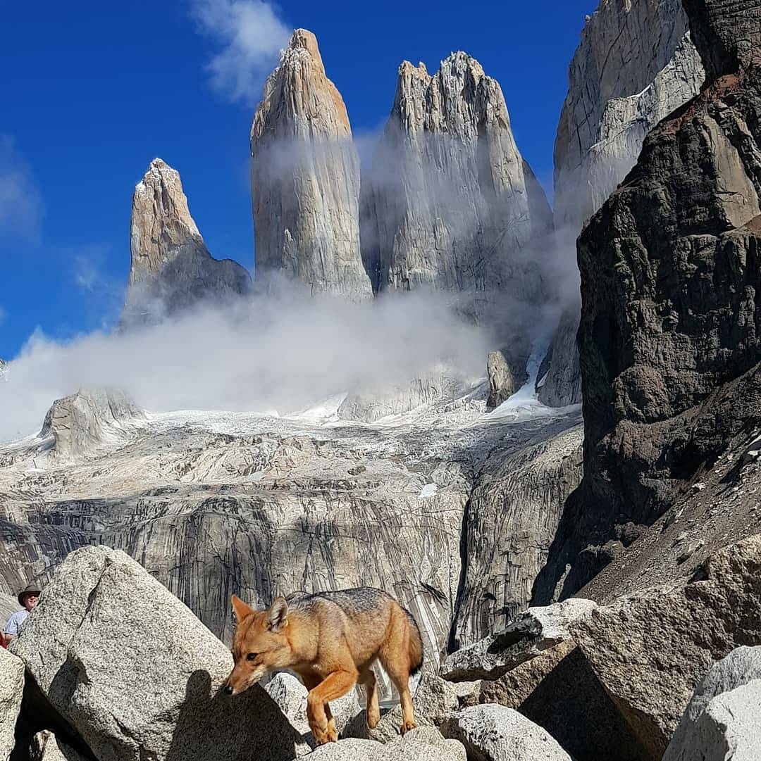 magallappnes's tweet photo. Cuando tienes la suerte se ver todo en un solo lugar 😁 , Mirador Base Torres 💙💛#magallappnes 
.
📸 @nofearwild 
.
.
.
#mirador #basetorres #orresdelpaine #zorro #fox #animales #noalimentar #cuisdemoselplaneta #cuidemoselmedioambiente #nubes #cieloazul #granitosdearena #morrena https://t.co/WJOX0SQYJA