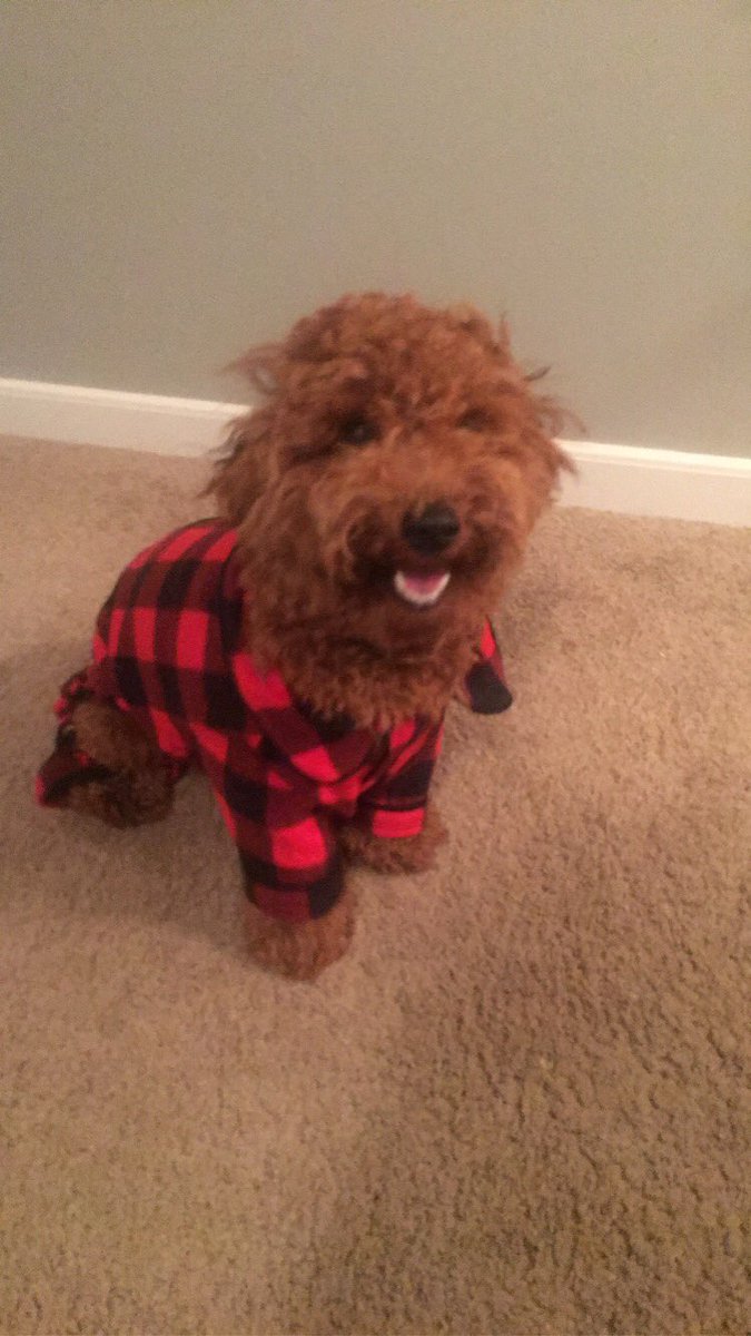Halting_Camel's tweet photo. @fsmikey This is Theodore Joseph aka Teddy aka Schmooples aka Wild man https://t.co/bGvLLCMGpr