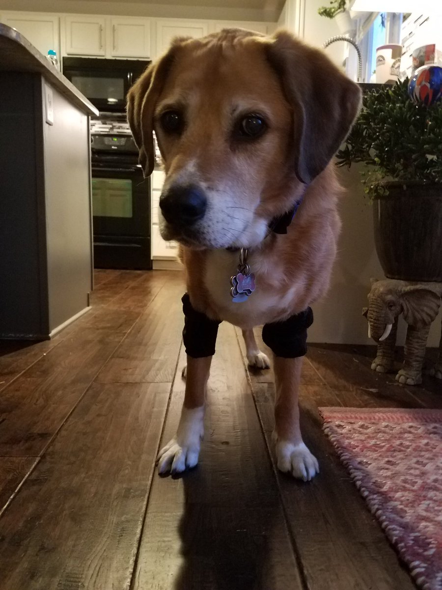CooperEly's tweet photo. I've been licking my pressure sores on my elbows, so my Mom made me elbow guards from socks. Do these make me look sporty? https://t.co/60e5ZvCVez
