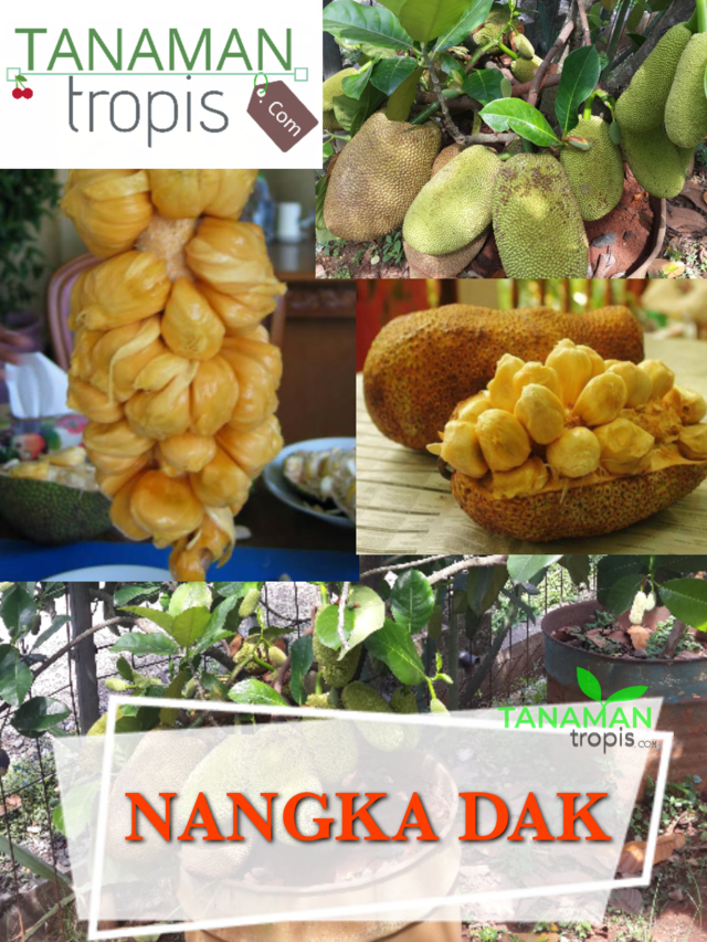 tanamantropis's tweet photo. https://t.co/Tne02AnSzA
Untuk Pembelian bibit yang berkualitas bisa hubungi nomor customer service kami :
Telp / SMS / WA : 0857-4385-2768

Jual Bibit Tanaman buah Nangka Dak – Variates Baru Buah Nangka Yang Istimewa

#nangkadak #buahnangka #bibitnangka #tanamannangka #nangka https://t.co/62Qmr48EAF