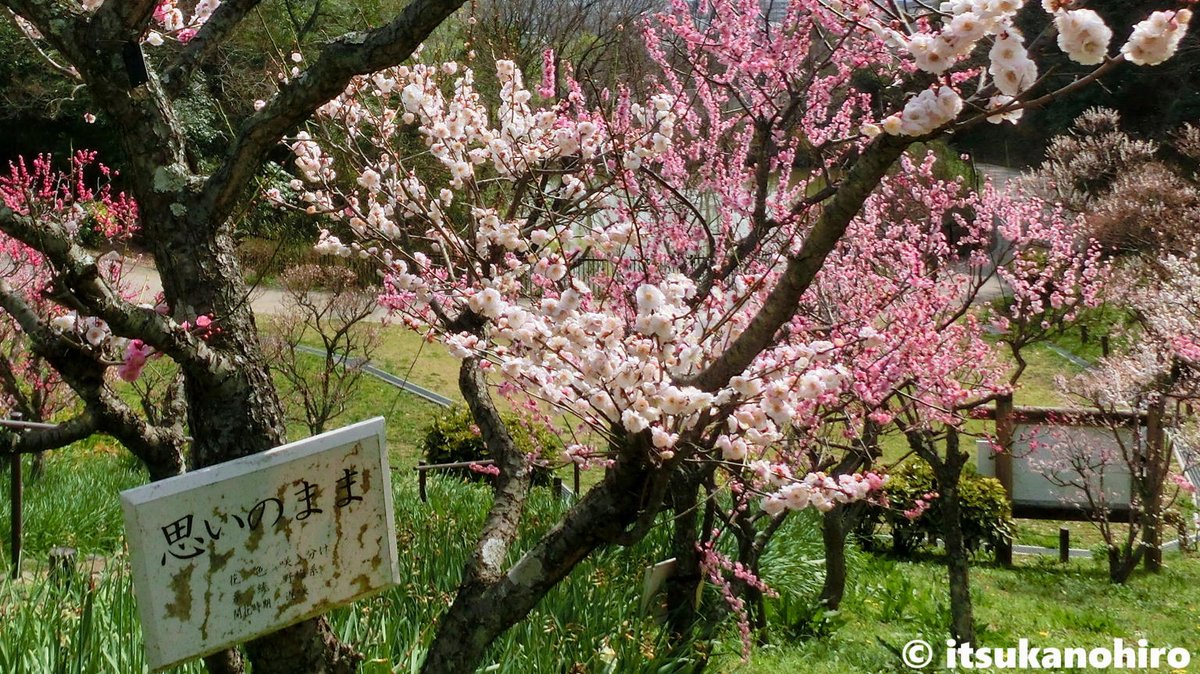 Uzivatel いつかのひろ Na Twitteru いつかの思いのまま 梅 写真好きな人と繫がりたい